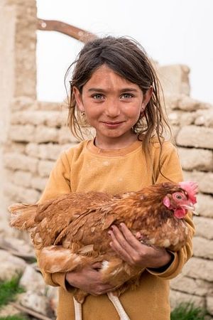 A Yazidi girl holds one of the chickens her family received during a distribution in Sinjar earlier this year.