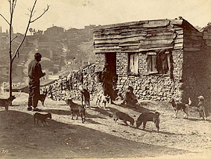 Собаки на улицах Константинополя. Фотография начала XX века.