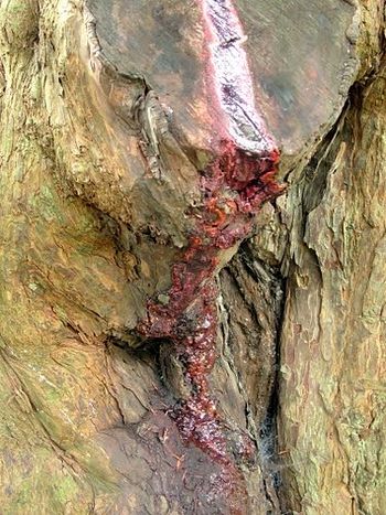 The 'bleeding' yew tree at Nevern, Pembrokeshire (source - Mapio.net)
