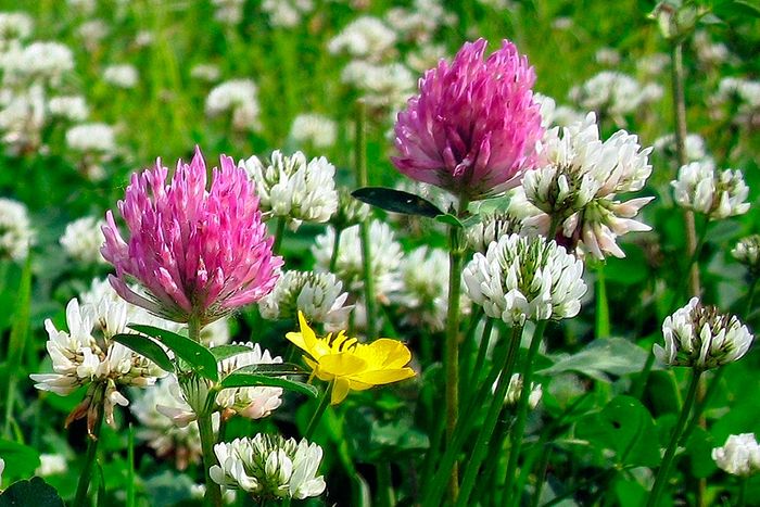 Все, созданное Богом, преподает нам уроки добра и любви