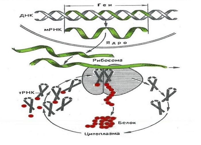 Рис. 1. Общая схема биологического синтеза белка. Источник: МуShared.Ru