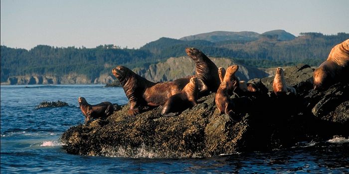 Kodiak. Photo: travelalaska.com