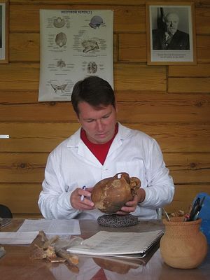 Антрополог Денис Пежемский в процессе работы с древними останками. Фото: Екатерина Макарова