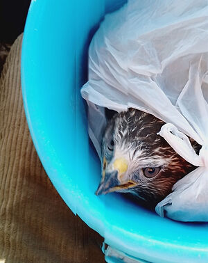 Как Бог промышляет о птицах