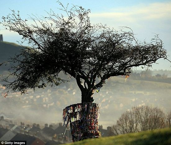 The Glastonbury Thorn. Photo: Getty images.