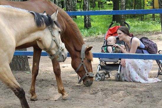 Городские дети и родители всегда радуются, когда видят лошадей, особенно таких ласковых, как в Детском центре. Фото: А.Рахлина